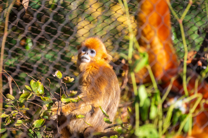金丝猴凝视远方