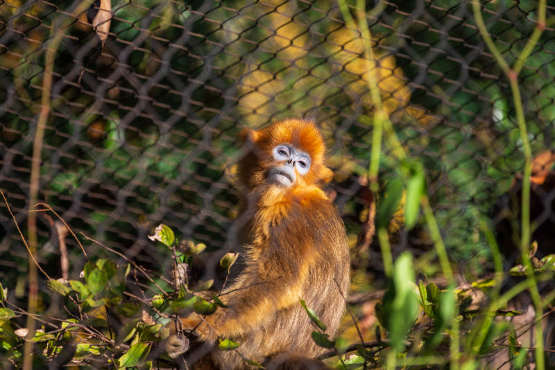 金丝猴凝视镜头