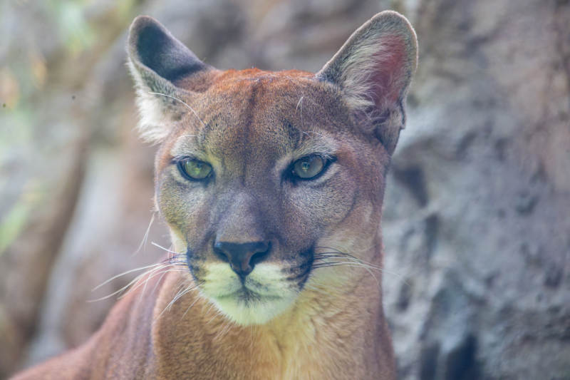美洲狮凝视镜头