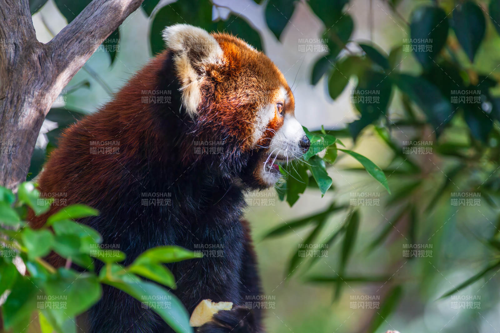 红熊猫啃叶