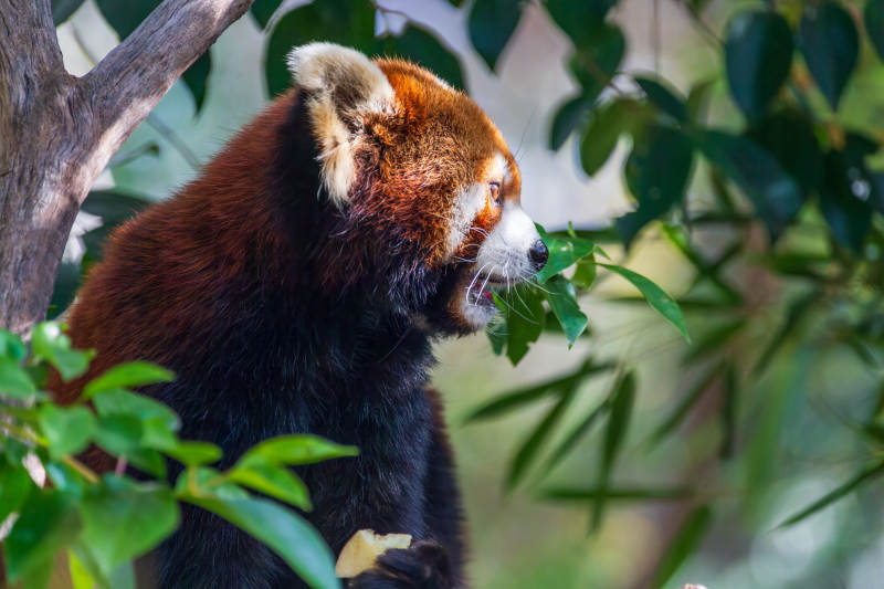 红熊猫啃叶
