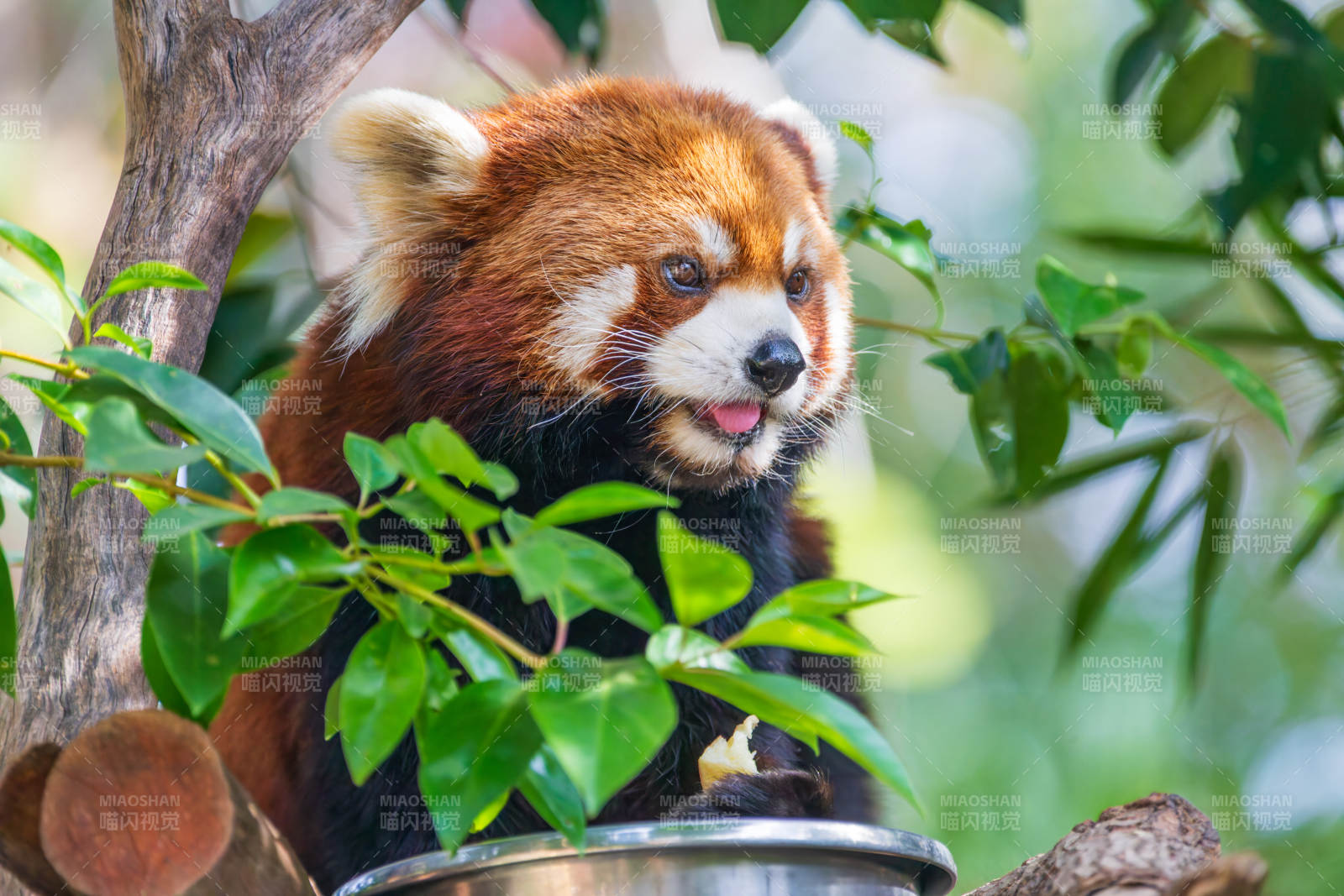 红熊猫啃食竹叶