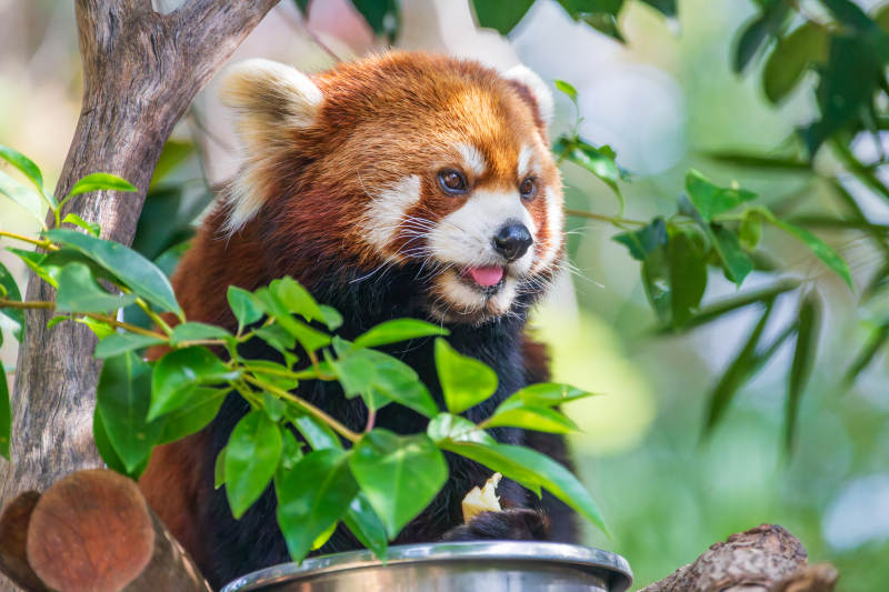 红熊猫啃食竹叶