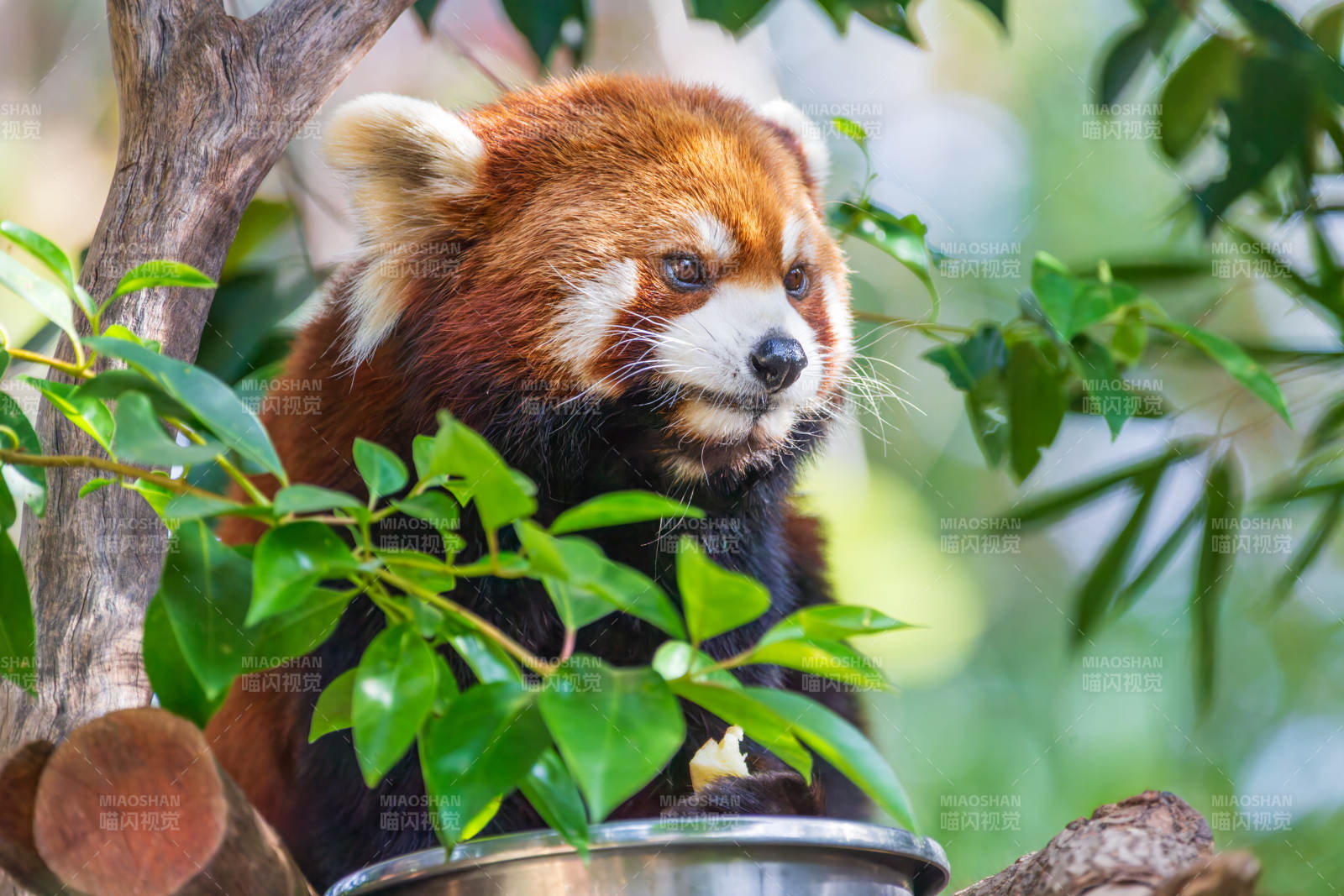 红熊猫栖息树间