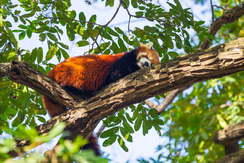 红熊猫树上休憩