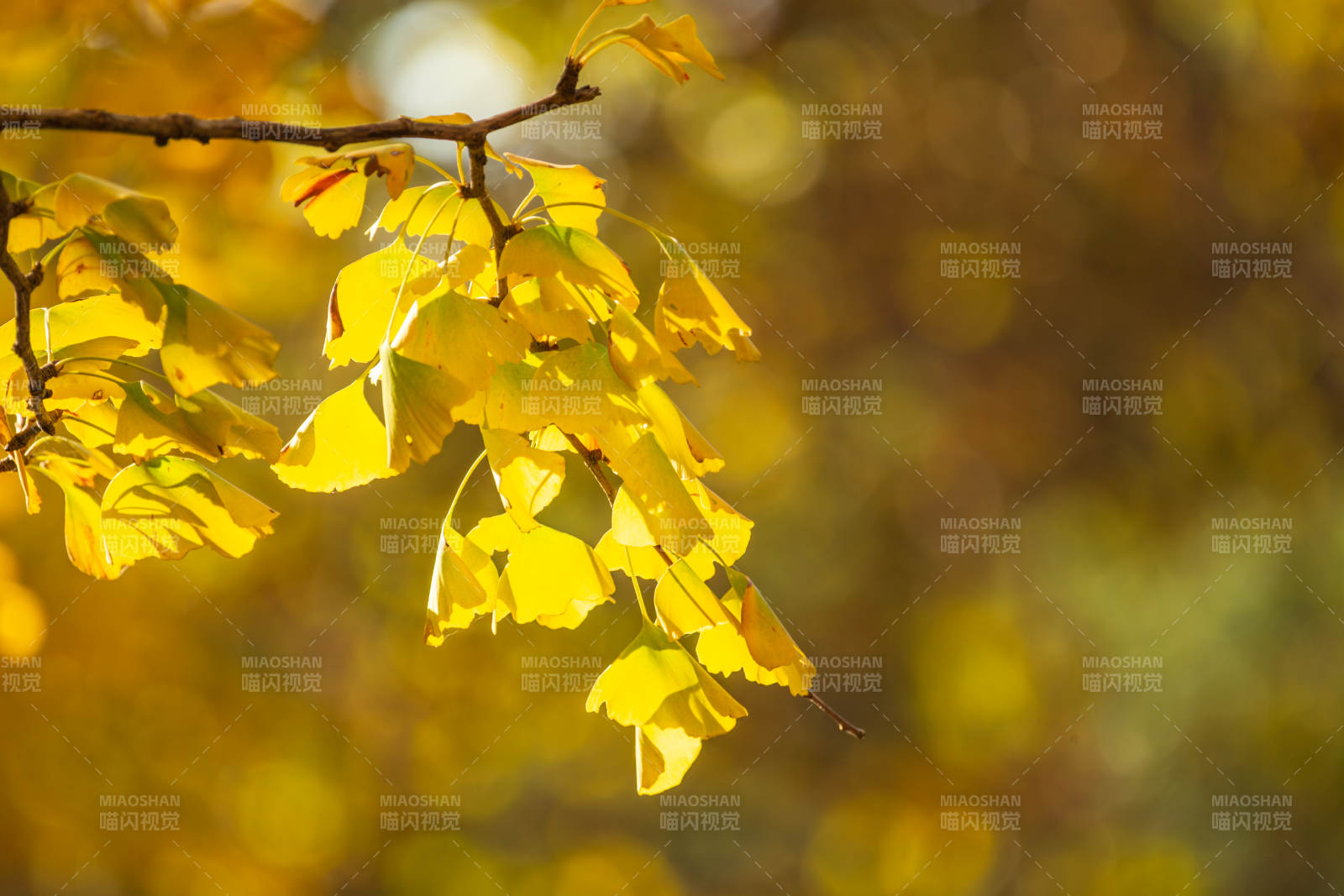 秋叶金黄 光影斑驳