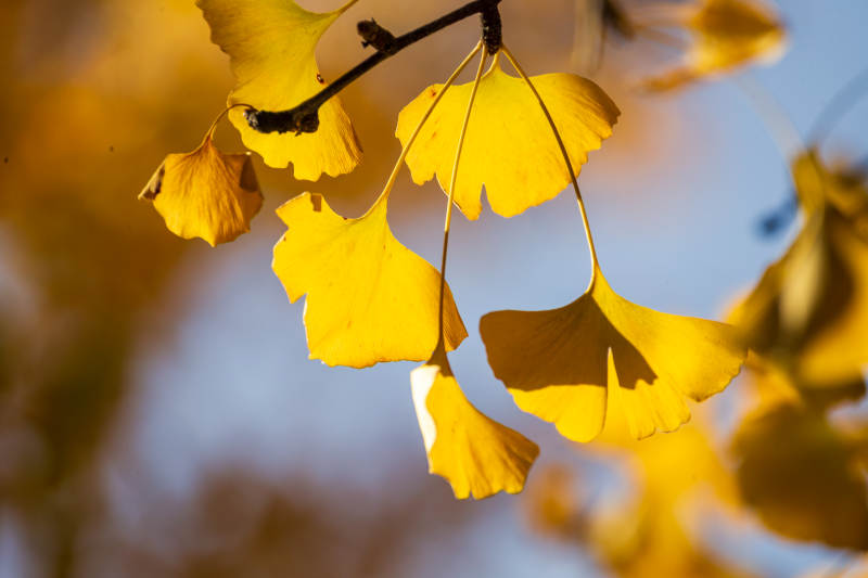 秋日银杏叶