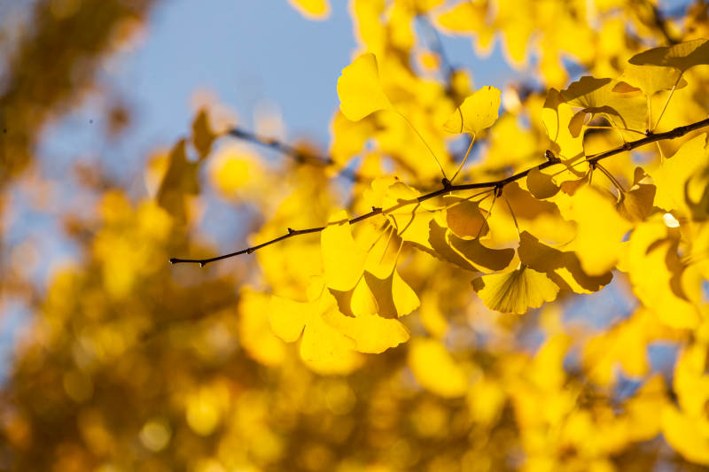 秋叶金黄 枝头灿烂