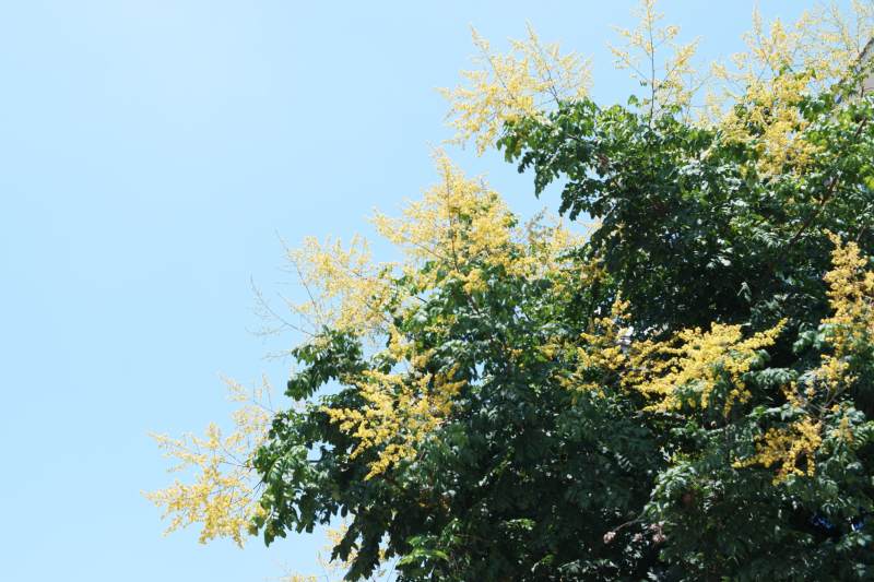 黄花绿叶映蓝天