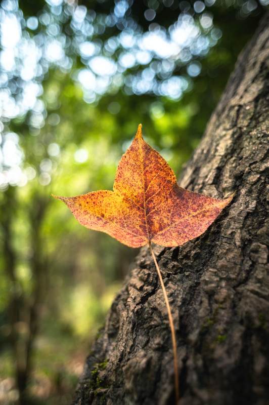 秋叶依树 静美如诗
