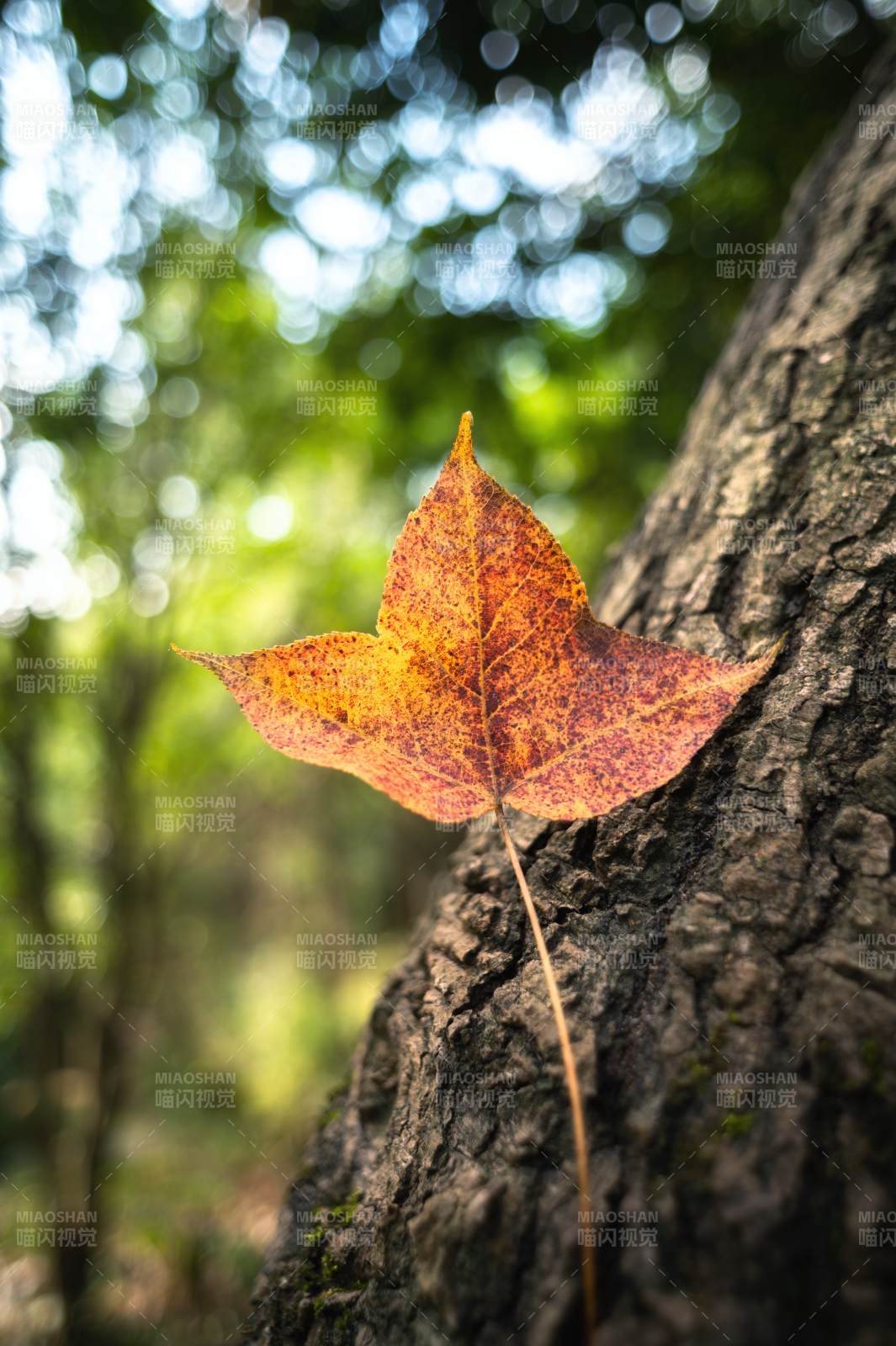 秋叶依树 静美如诗