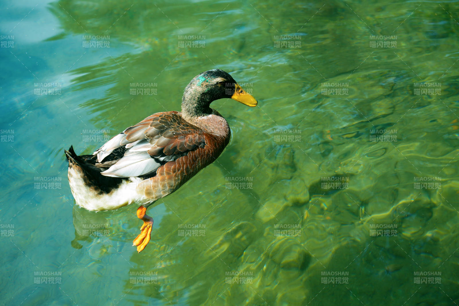 鴨子游水