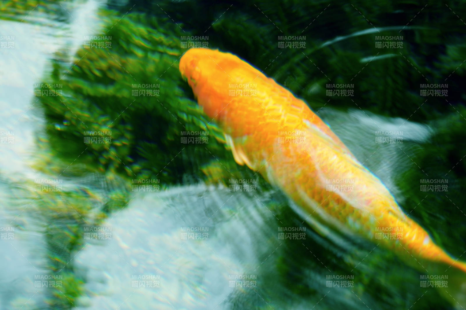 金鱼游水