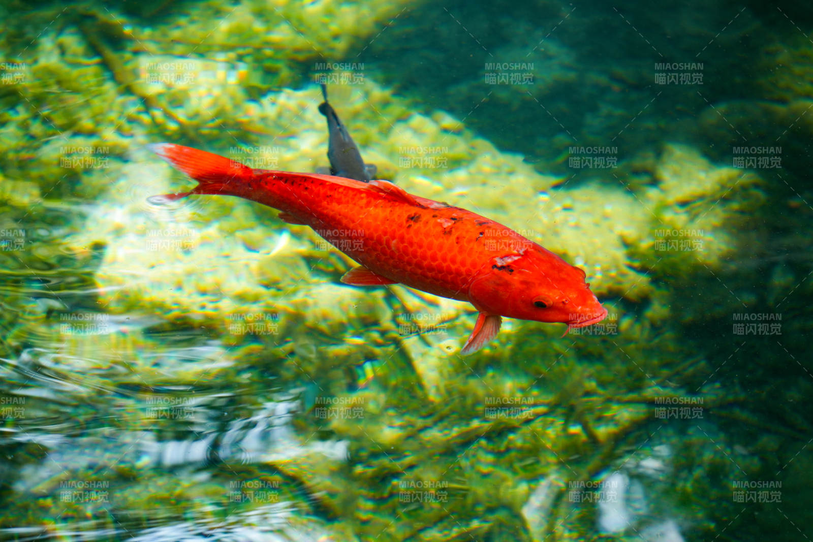 红鲤游水底