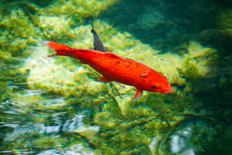 红鲤游水底