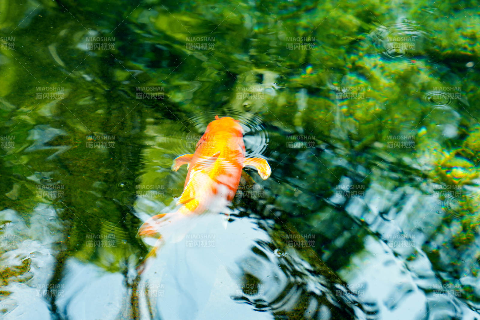 锦鲤戏水