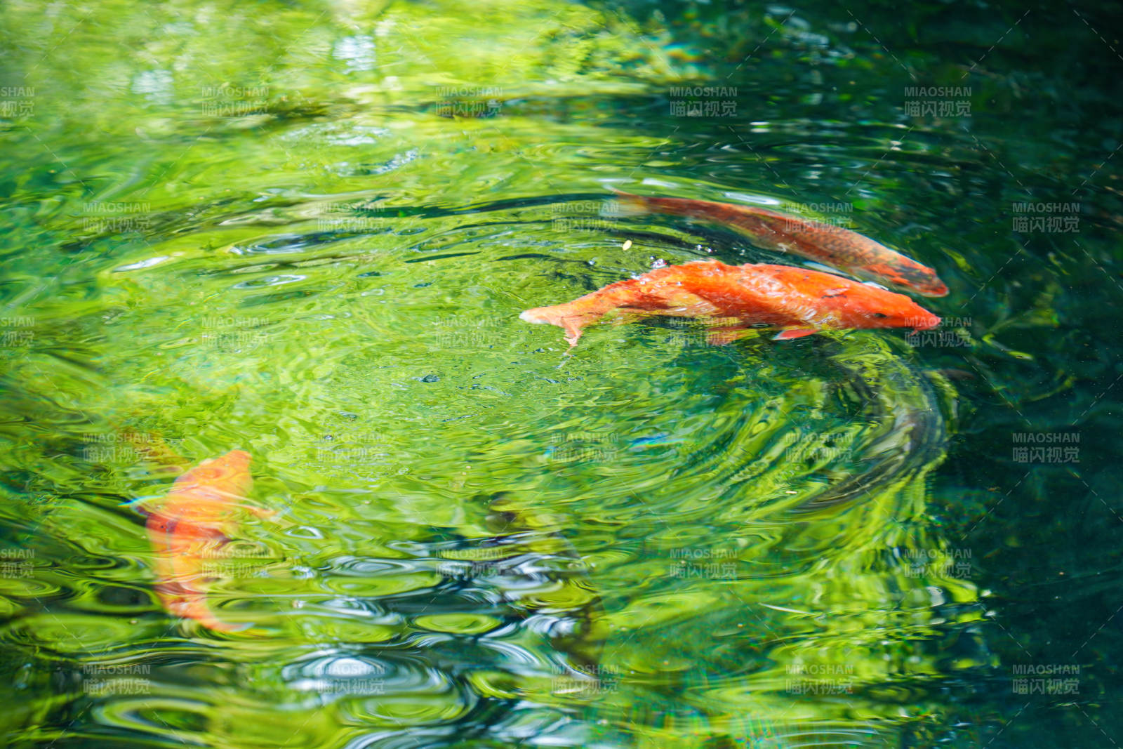 锦鲤游绿波