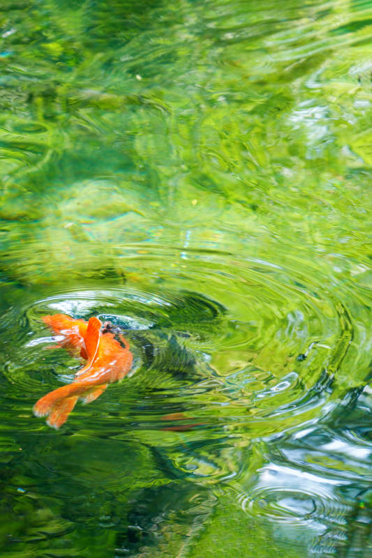 锦鲤戏水绿波中