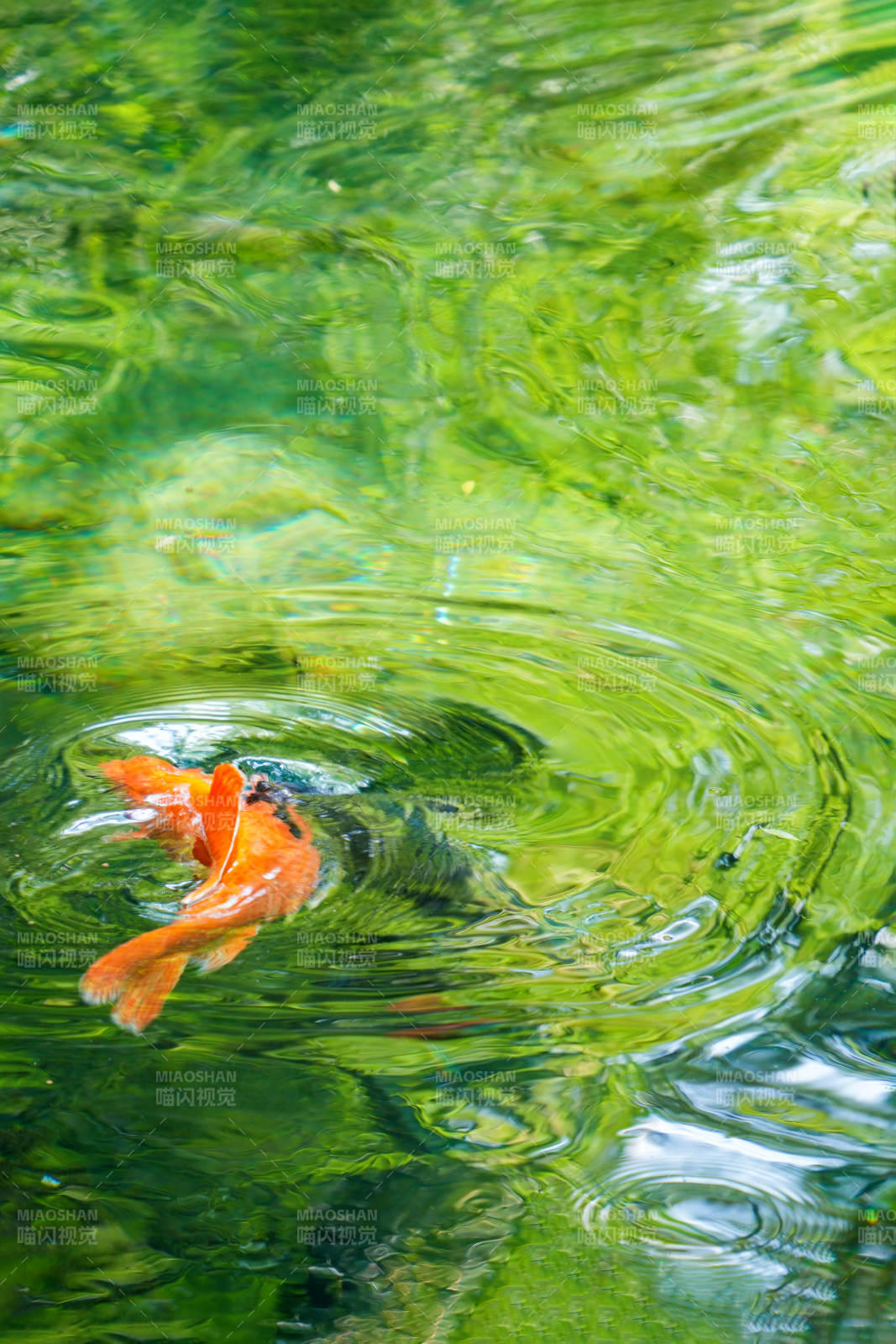 锦鲤戏水绿波中