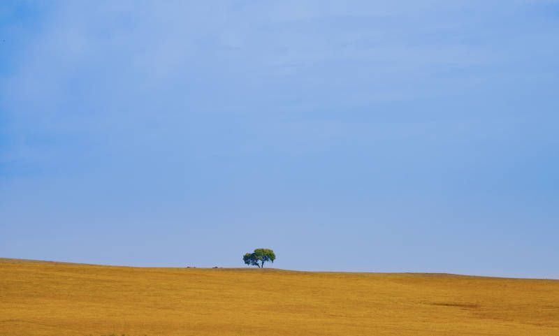 孤树旷野蓝空