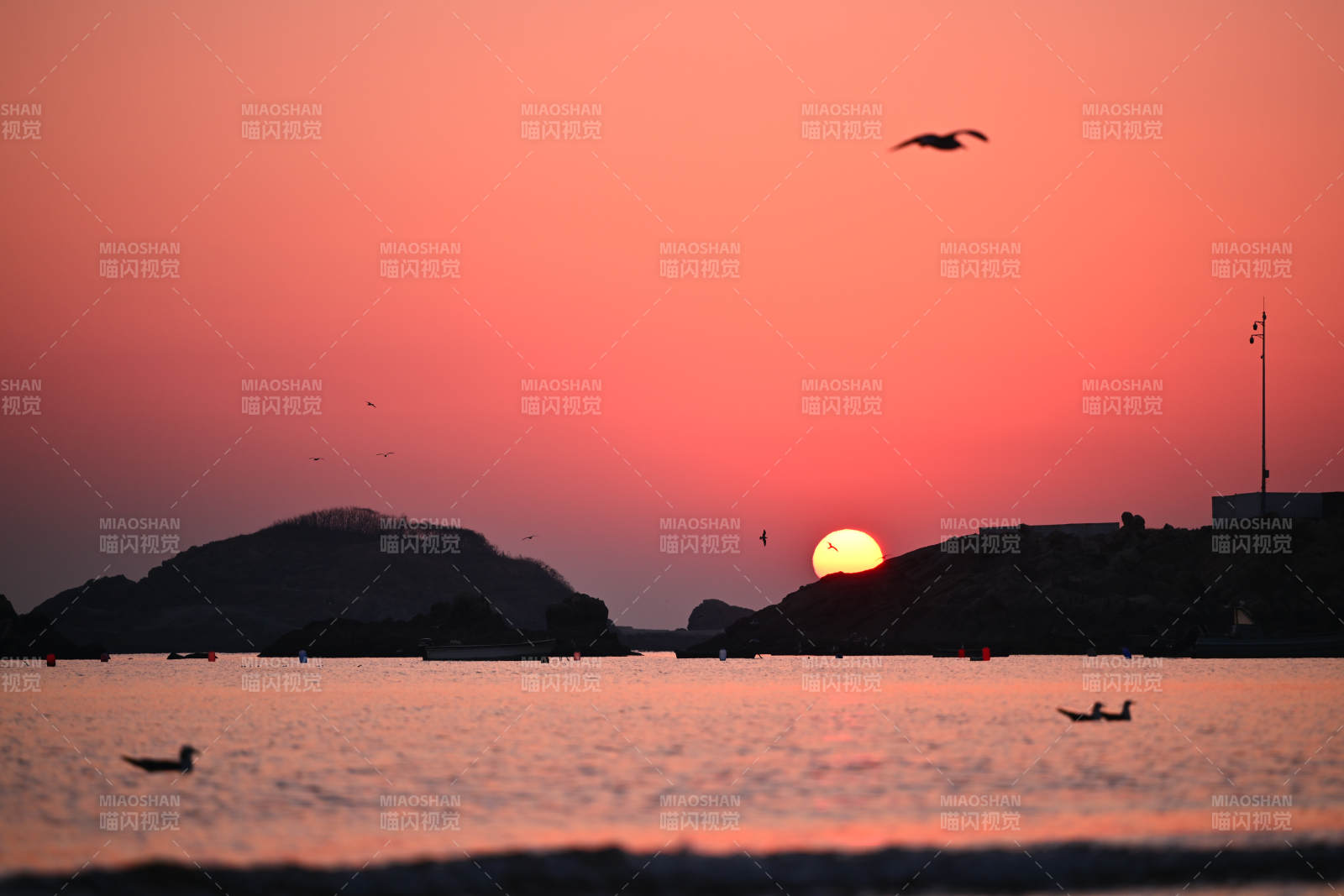 夕阳海鸟剪影