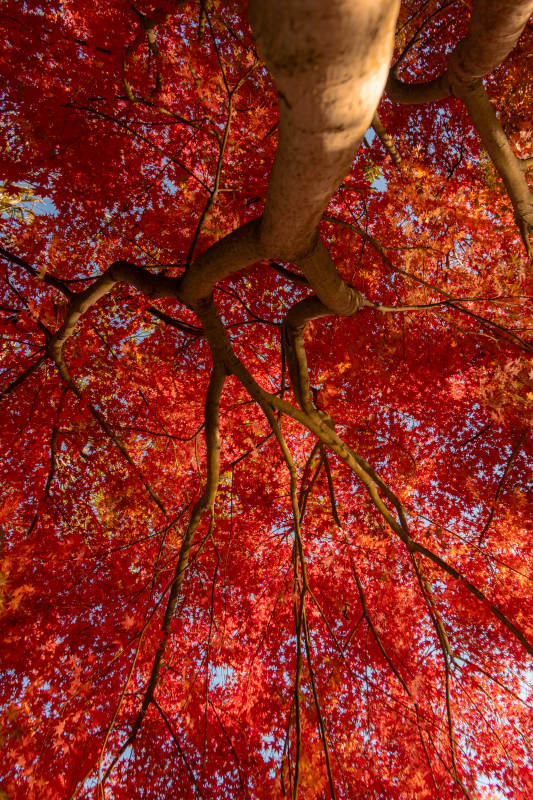 红叶满天 树影婆娑