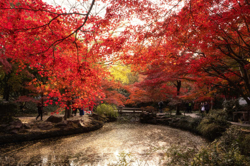 秋色满园红叶映水