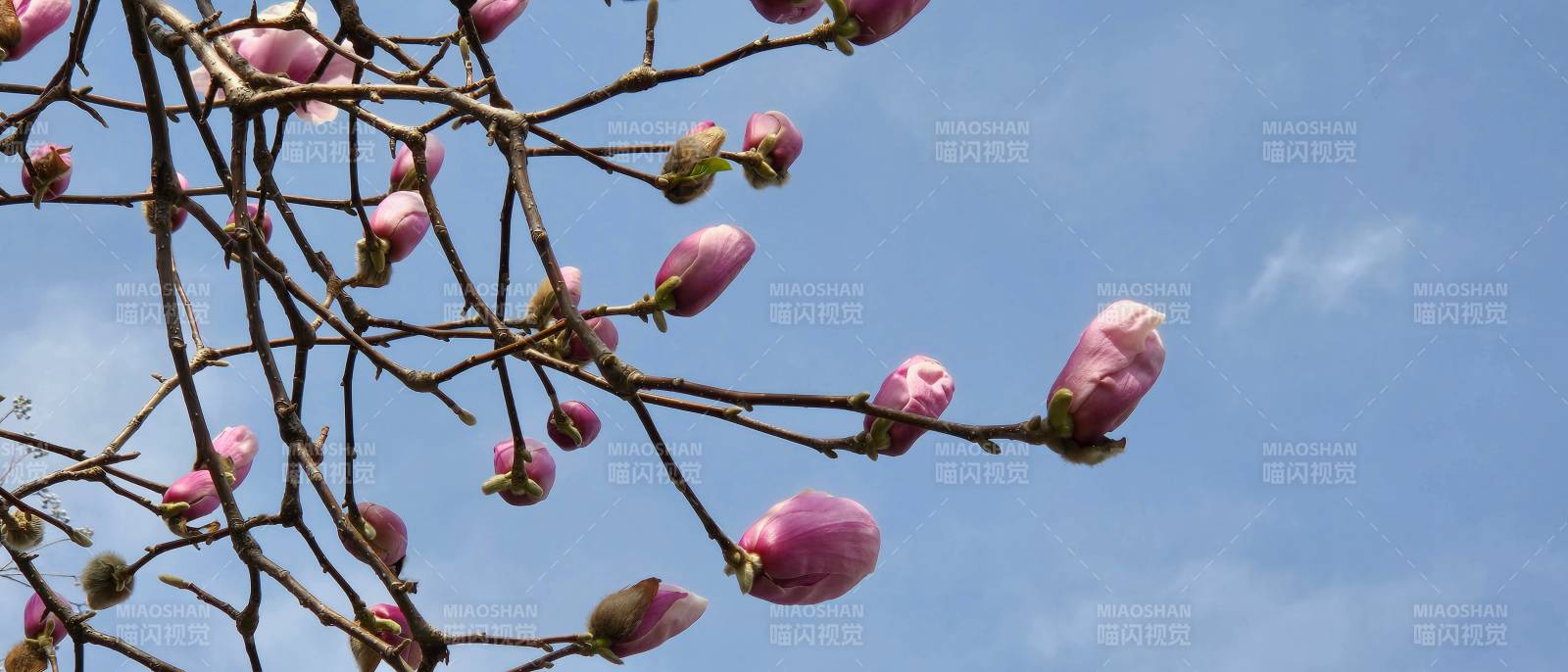 玉兰花绽放枝头