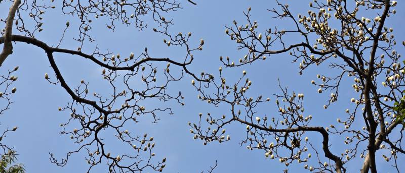 苏州北寺塔玉兰花开映蓝天