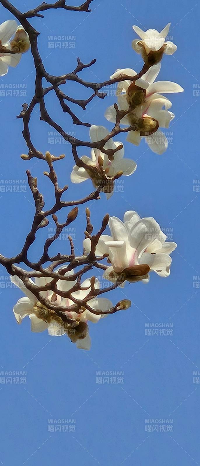 玉兰绽放 春意盎然