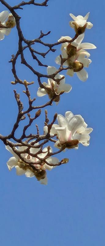 玉兰绽放 春意盎然