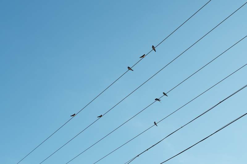 鸟栖电线 蓝天映衬