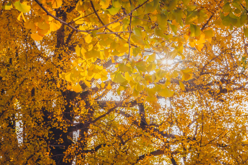 秋叶金黄映阳光