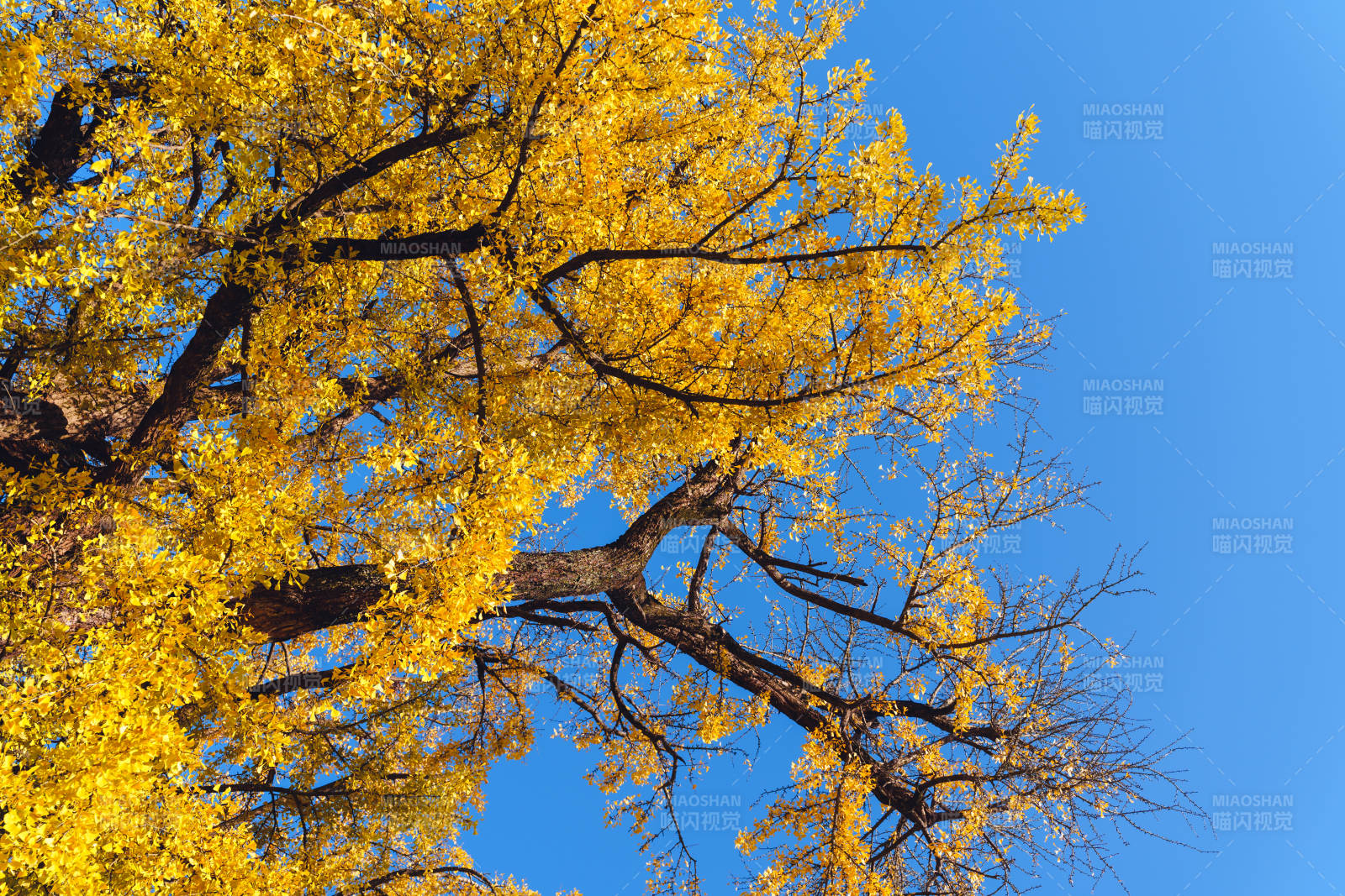 金秋樹影藍天