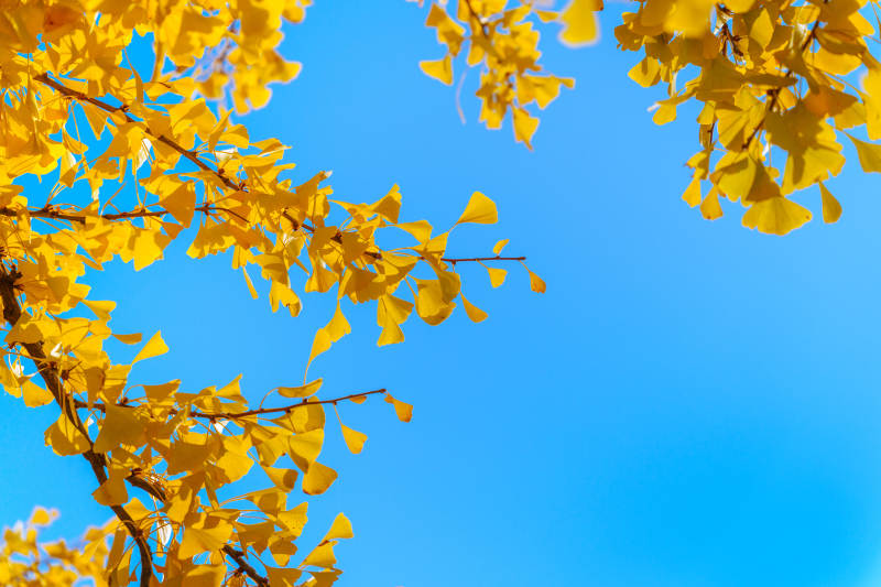 秋叶映蓝天