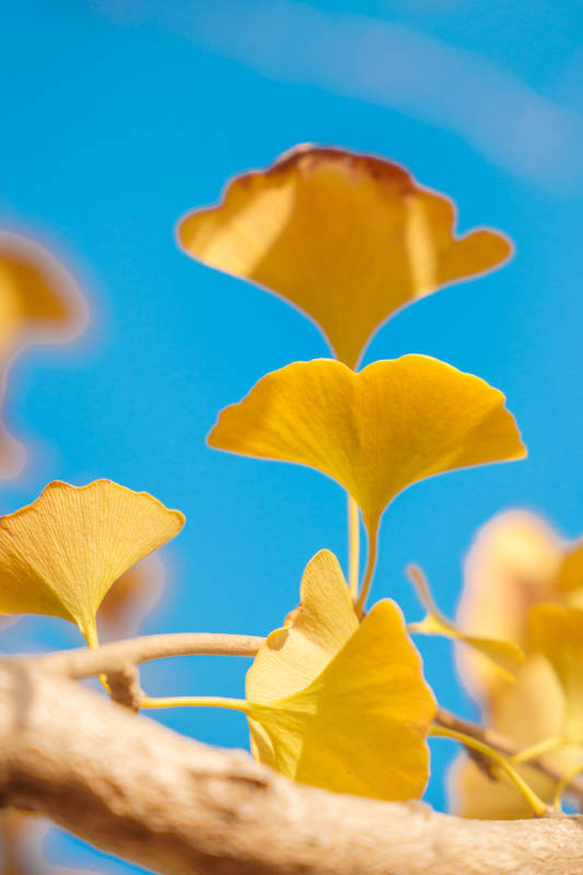银杏叶黄映蓝天