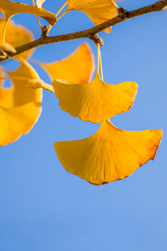 银杏叶黄映蓝天