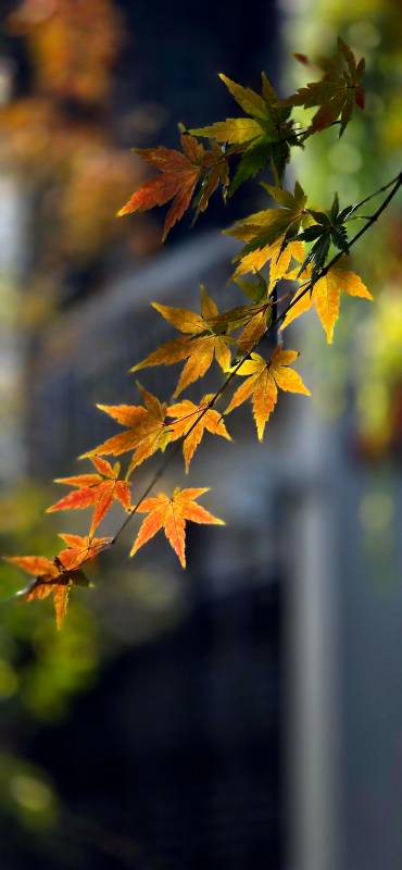 秋叶渐黄 静美如诗