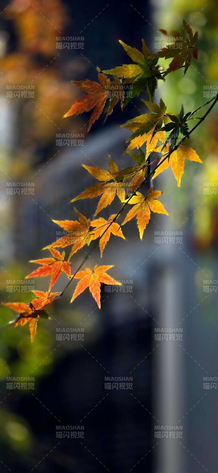 秋叶渐黄 静美如诗