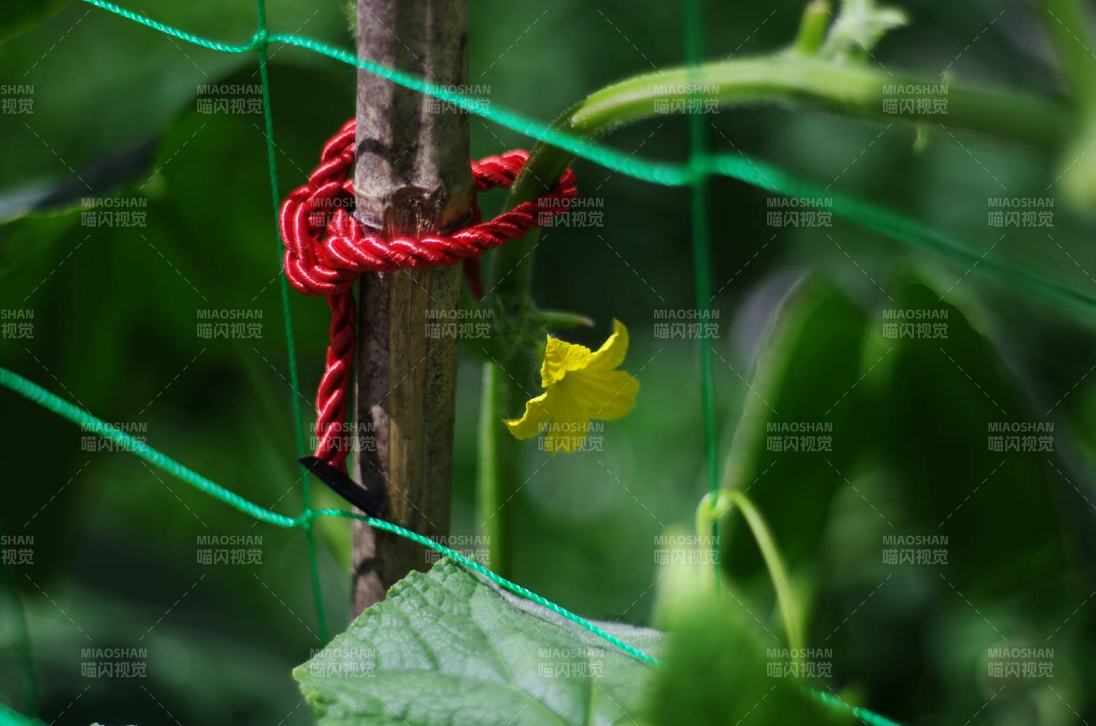 紅繩系藤花綻放