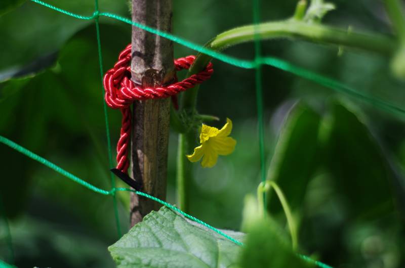 红绳系藤花绽放