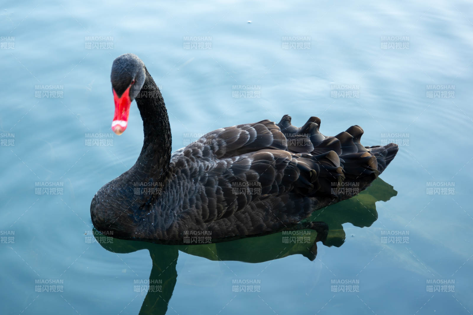 黑天鹅悠游湖面