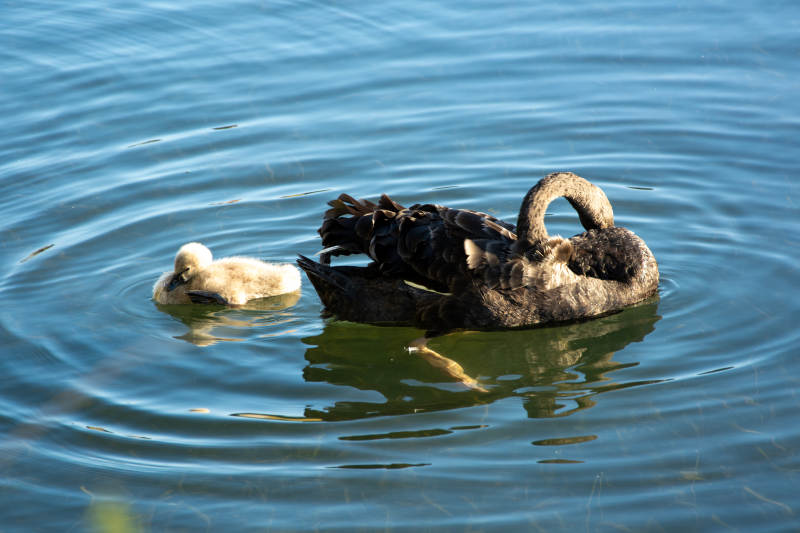 鸭妈妈与小鸭戏水