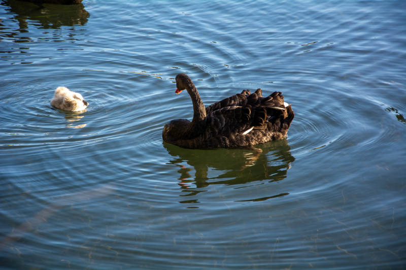 黑天鹅与雏鸟游湖