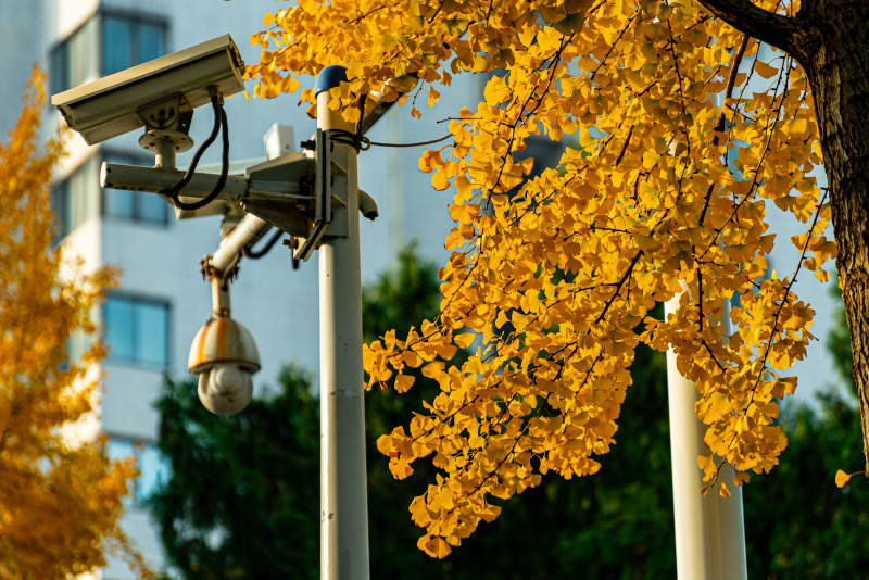 秋叶掩映监控杆