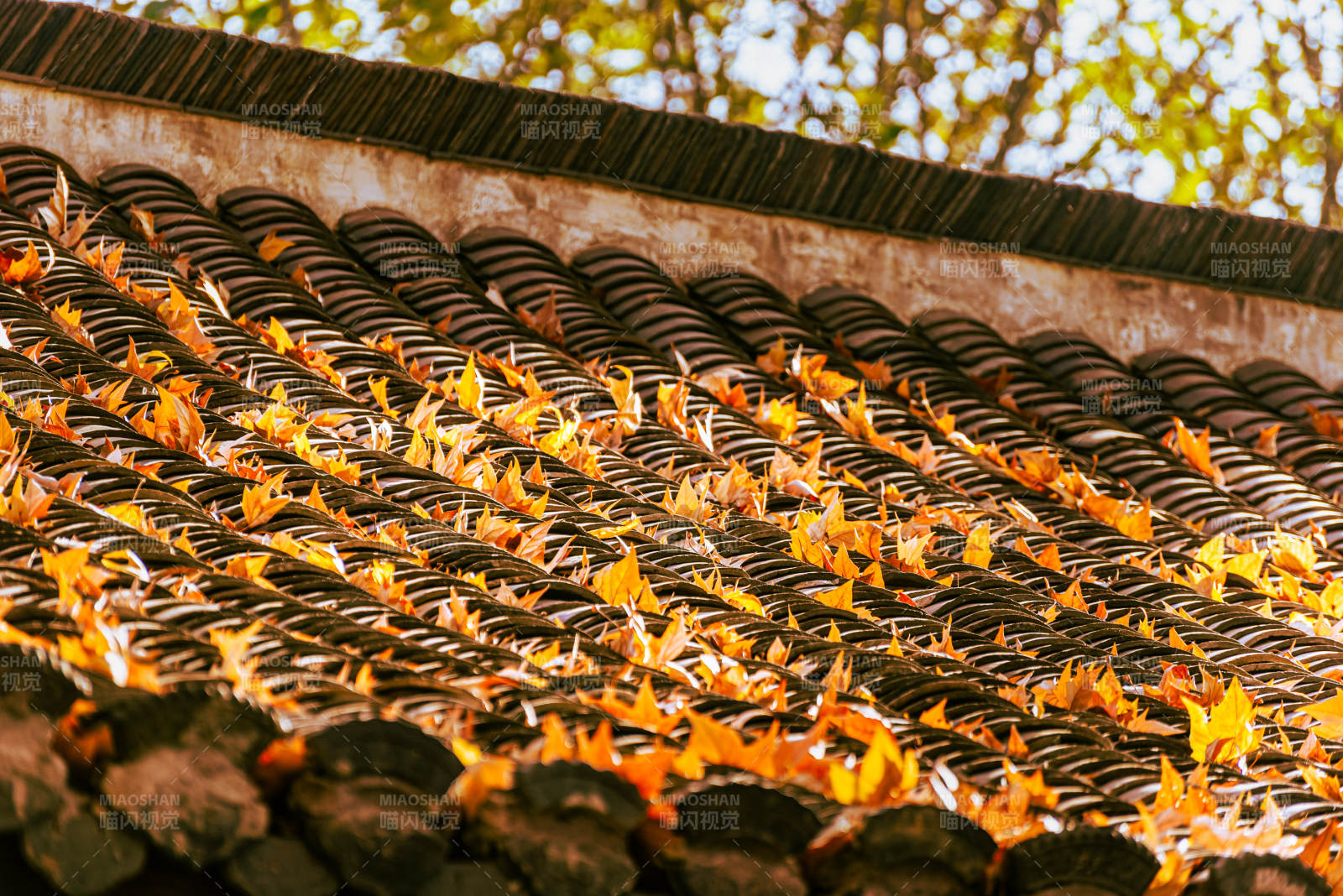秋叶铺瓦顶