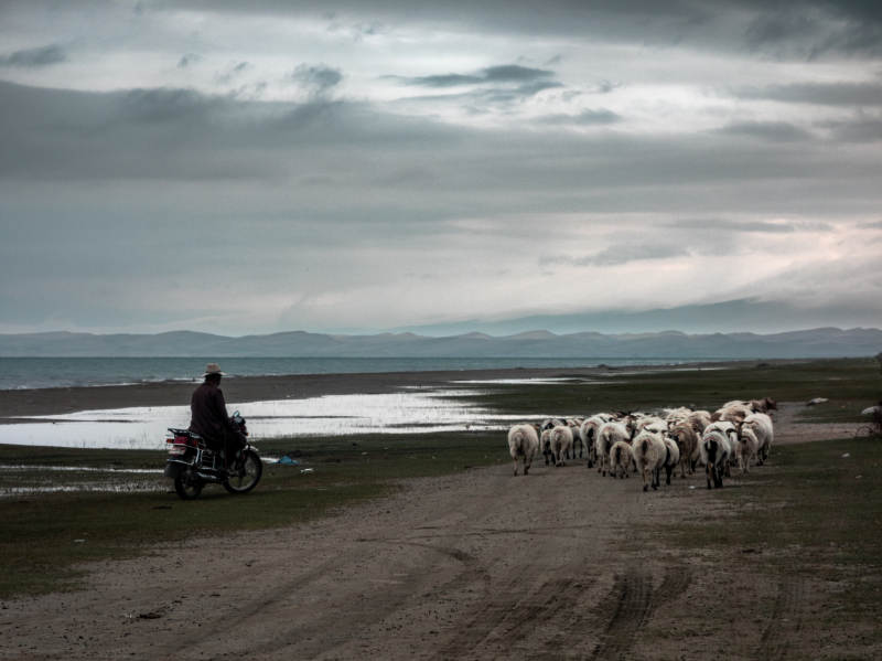 牧羊人与羊群行进中