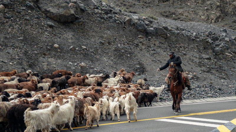 牧羊人骑马赶羊群