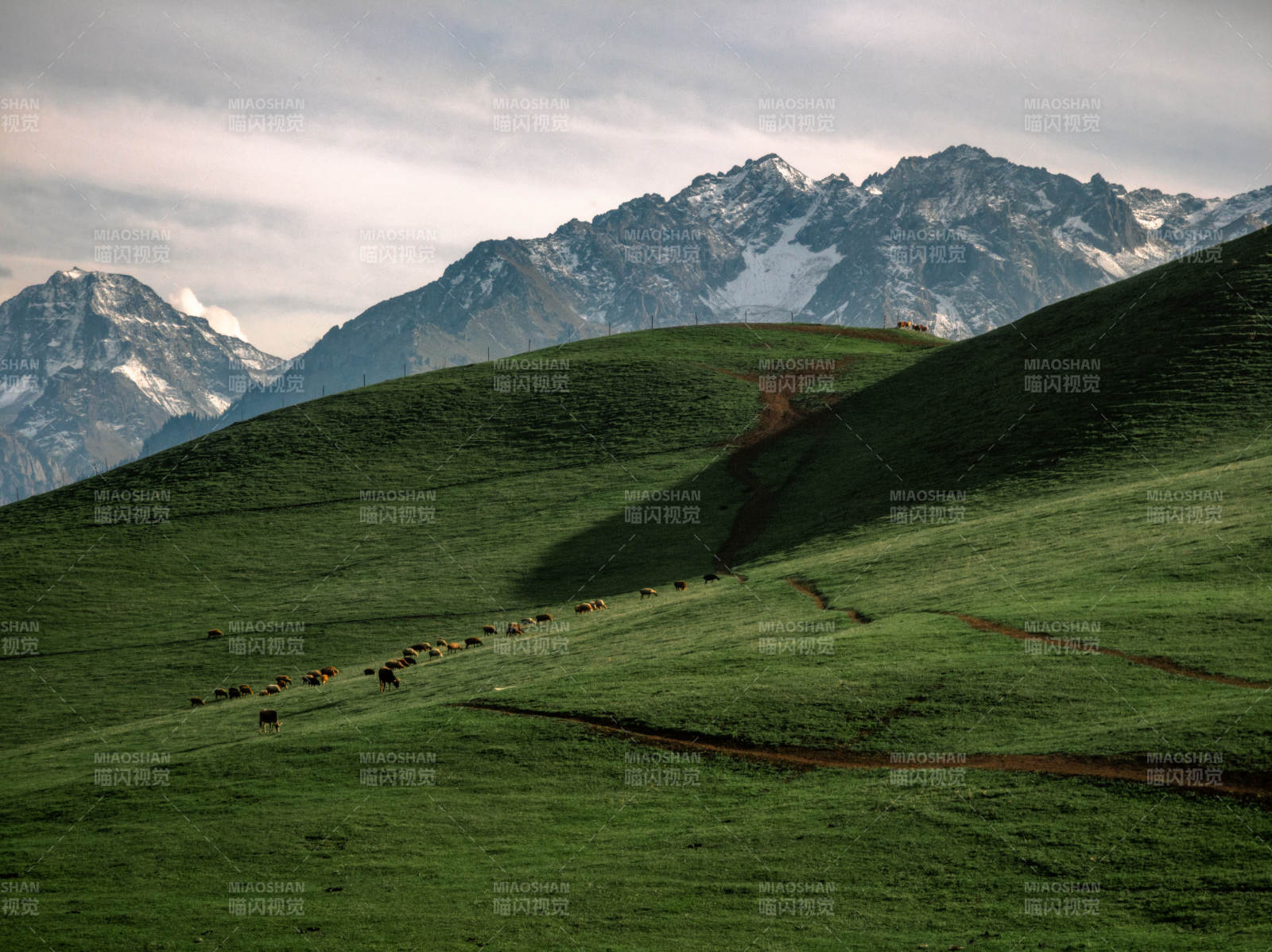 雪山绿野牧羊图