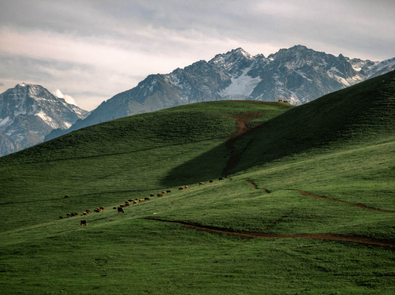 雪山绿野牧羊图